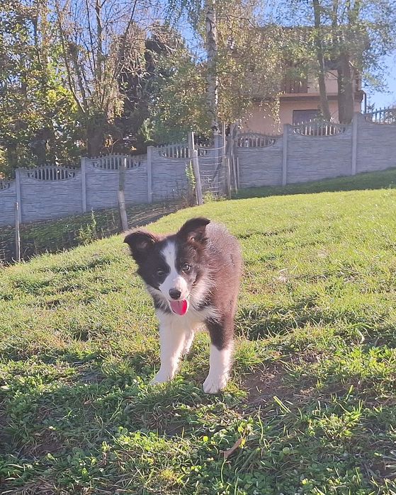 Border collie - czarno- biała  z metryką ZKwP