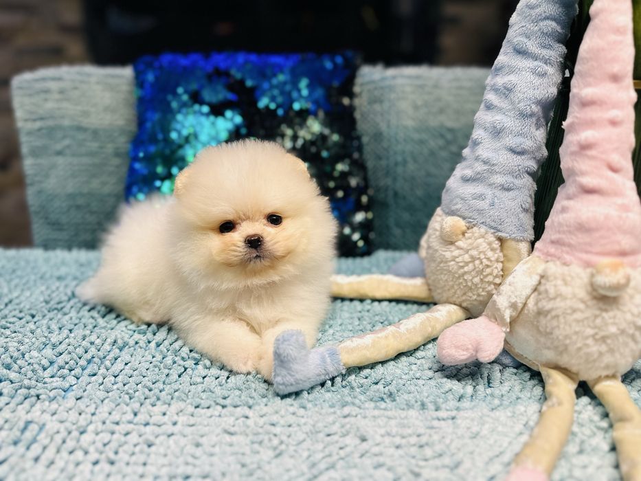 Кремовий хлопчик мішка померанський шпіц