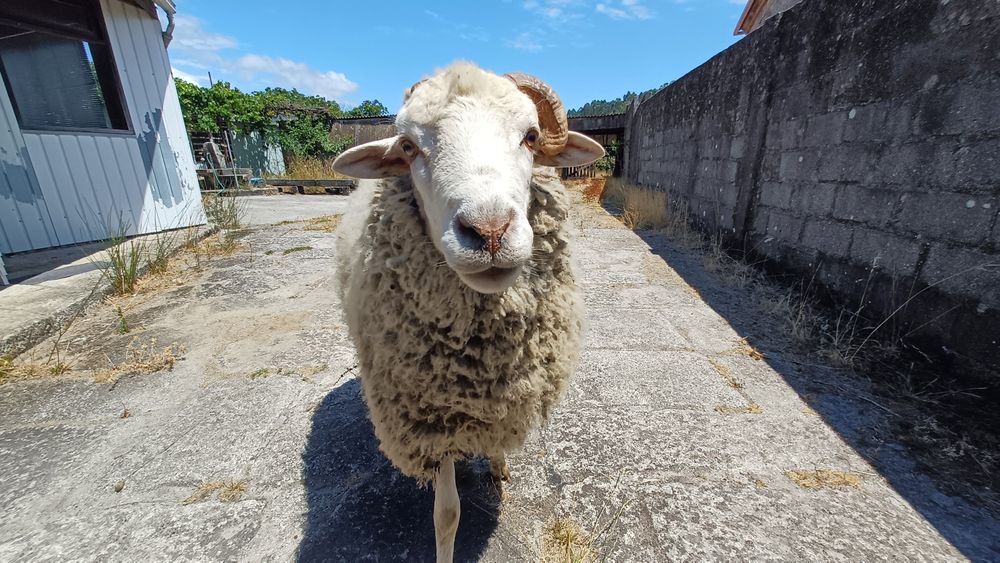 Ovelhas para Venda