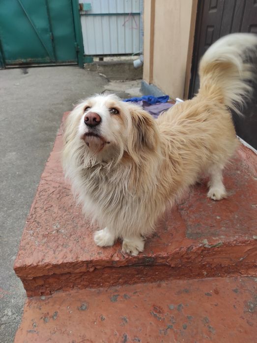 Загубився домашній ПЕС