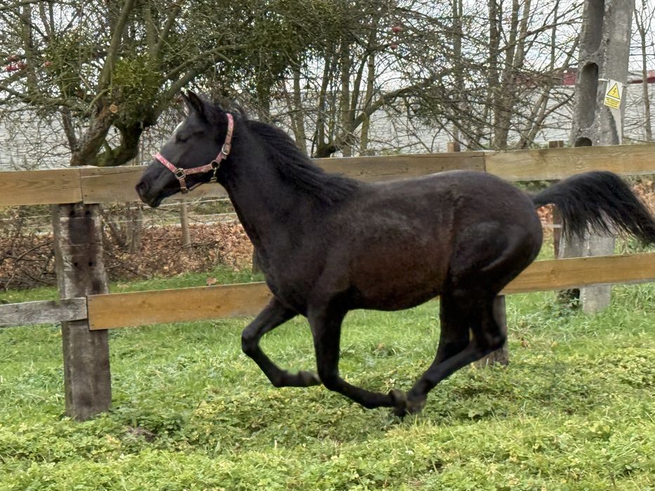 Ogier małopolski pilna srzedaż