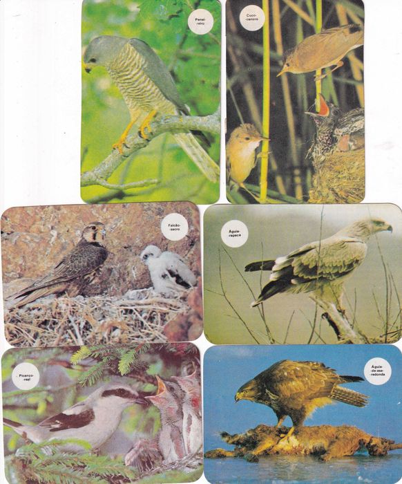 Calendários - As nossas AVES(completa)