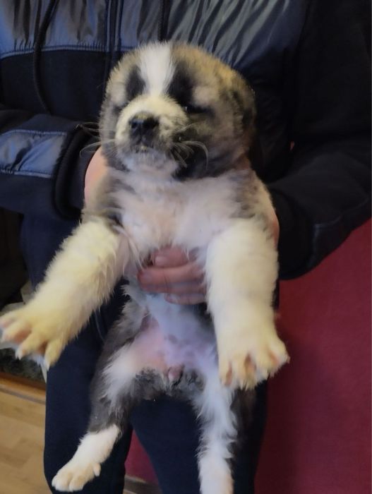 Продам цуценят Алабая