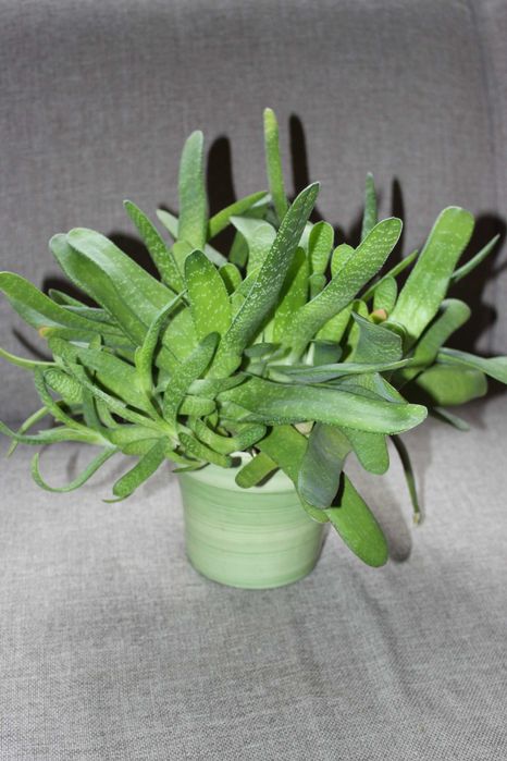 Gasteria, gasteria w doniczce