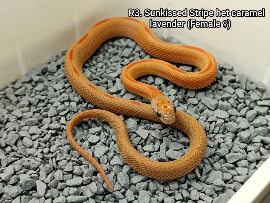Wąż zbożowy / Sunkissed Stripe het caramel, lavender / Samica Unikat