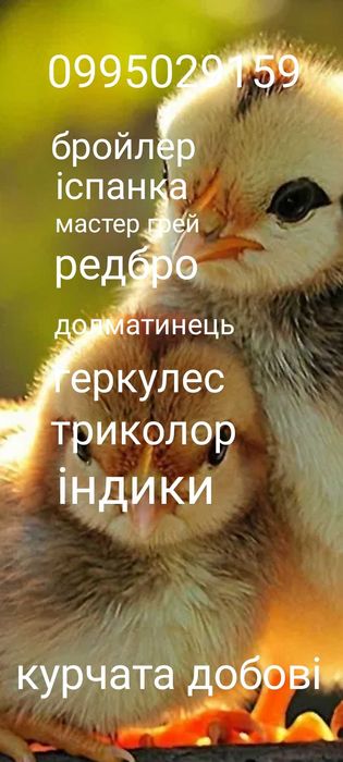 Курчата добові підрощені