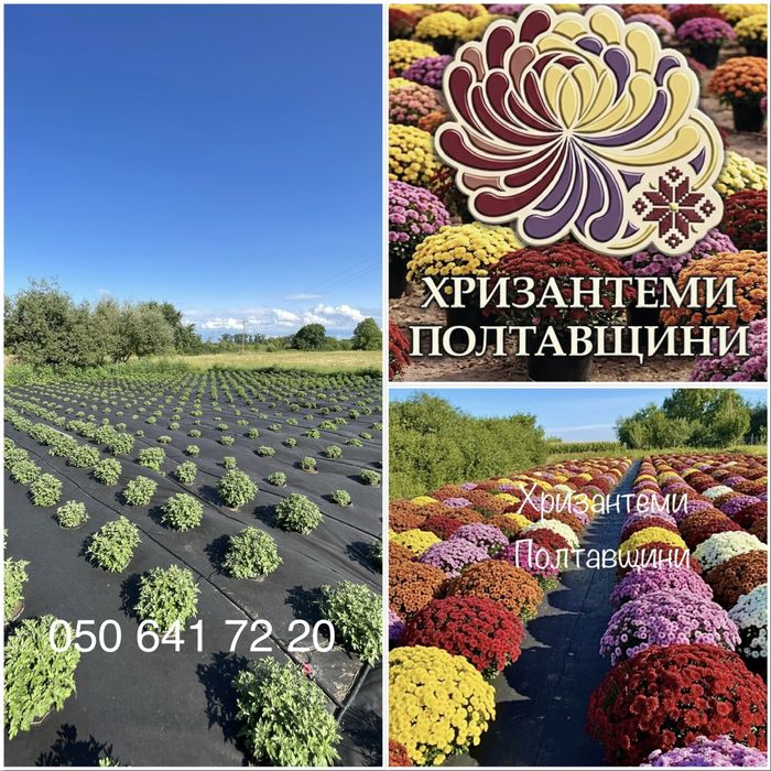 Хризантеми мультифлора хризантема