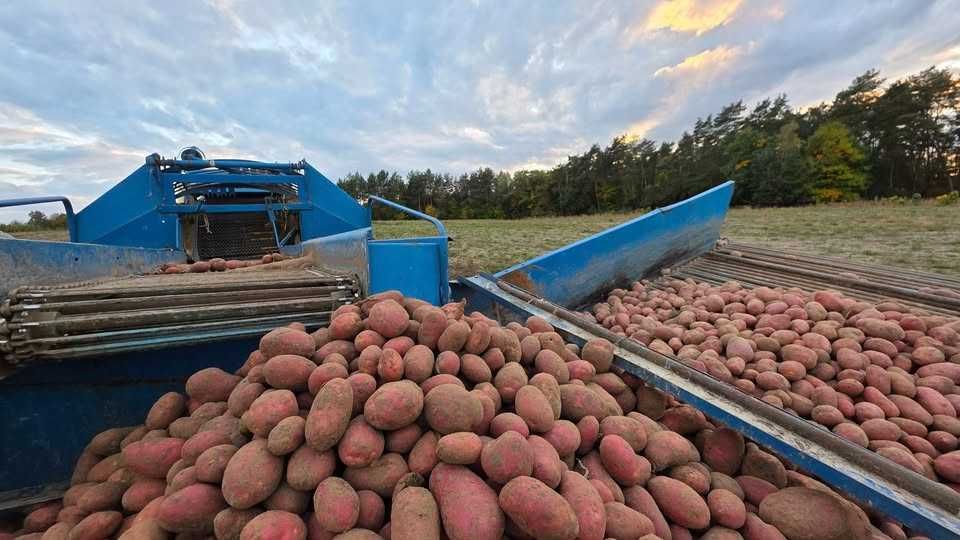 Ziemniaki Esmee jedna z najlepszych odmian czerwonego ziemniaka
