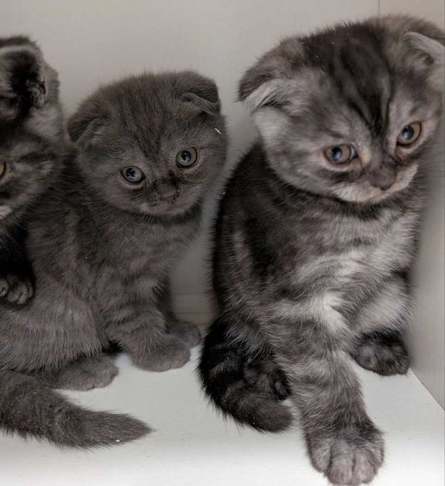 Мазунчики, муркотунчики!!!