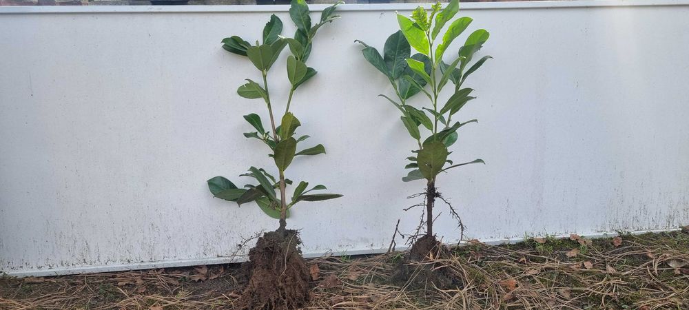 Sadzonki laurowiśni