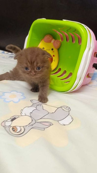 Киця висловуха шотландка. Скотіш фолд.