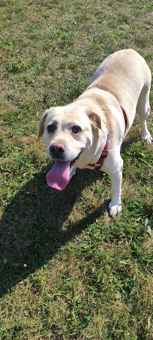 Oddam labladora PILNIE