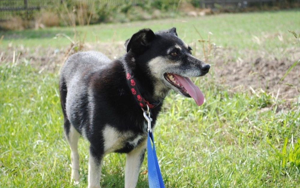 Luka 7 letnia wylękniona sunia do adopcji