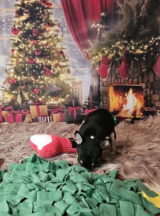 ***Chihuahua piesek biszkopt tricolor czarny xs ***