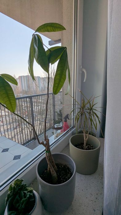 Dwie roślinki monkey tree i juka