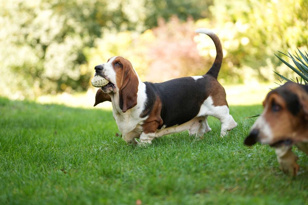 Basset Hound Piesek