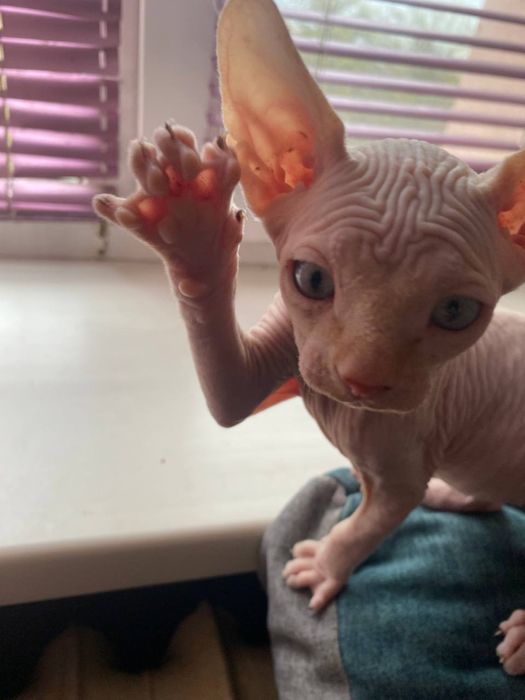Кошеня сфінкса( хлопчик)