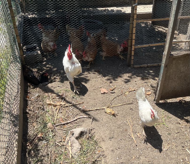 Casal Leghorn com apoximadamente 2 anos