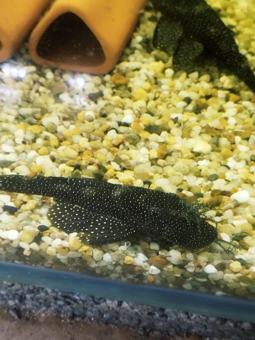 Zbrojnik ancistrus l 181 glonojad