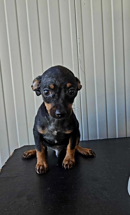 Pinscher Miniatura macho Preto Afogueado