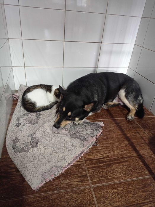 Собака в любящие руки