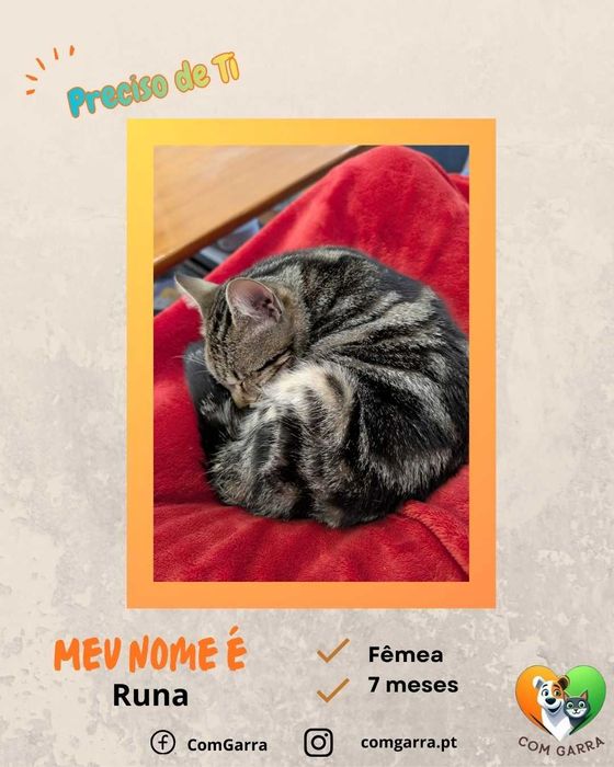 Gatinhos à procura de um lar