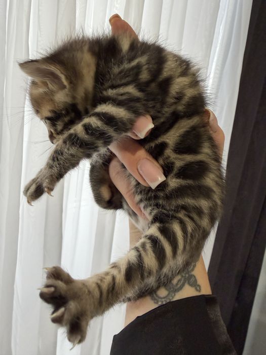 Бенгальские котята