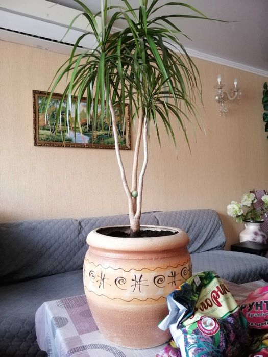 Комнатные цветы. Драцена, красула и др.