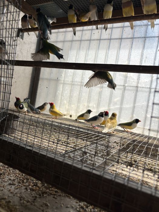 Diamantes de gould