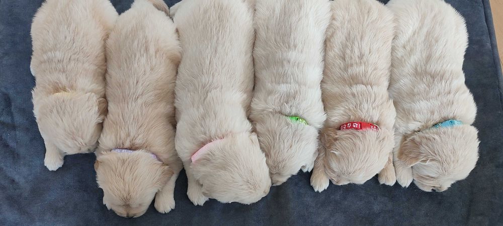 Golden retriever suczka szczenię rodzice HDA, ED0, badania genetyczne