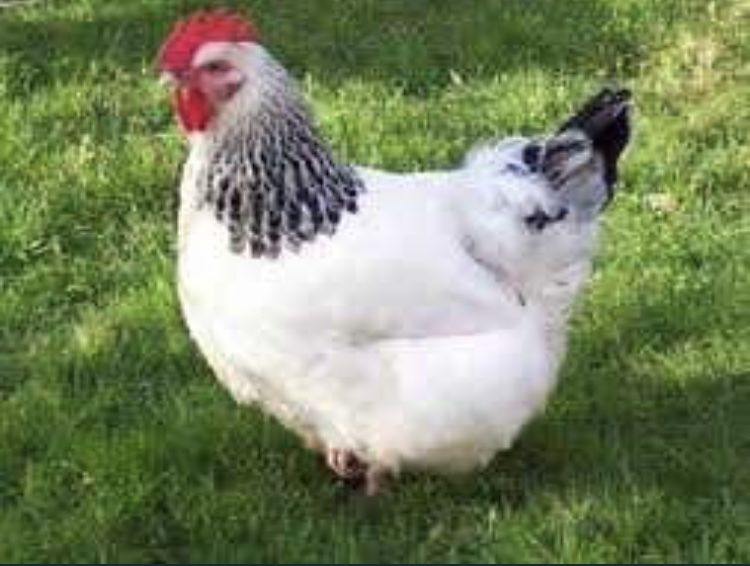 Адлер серебристый инкубационные яйца