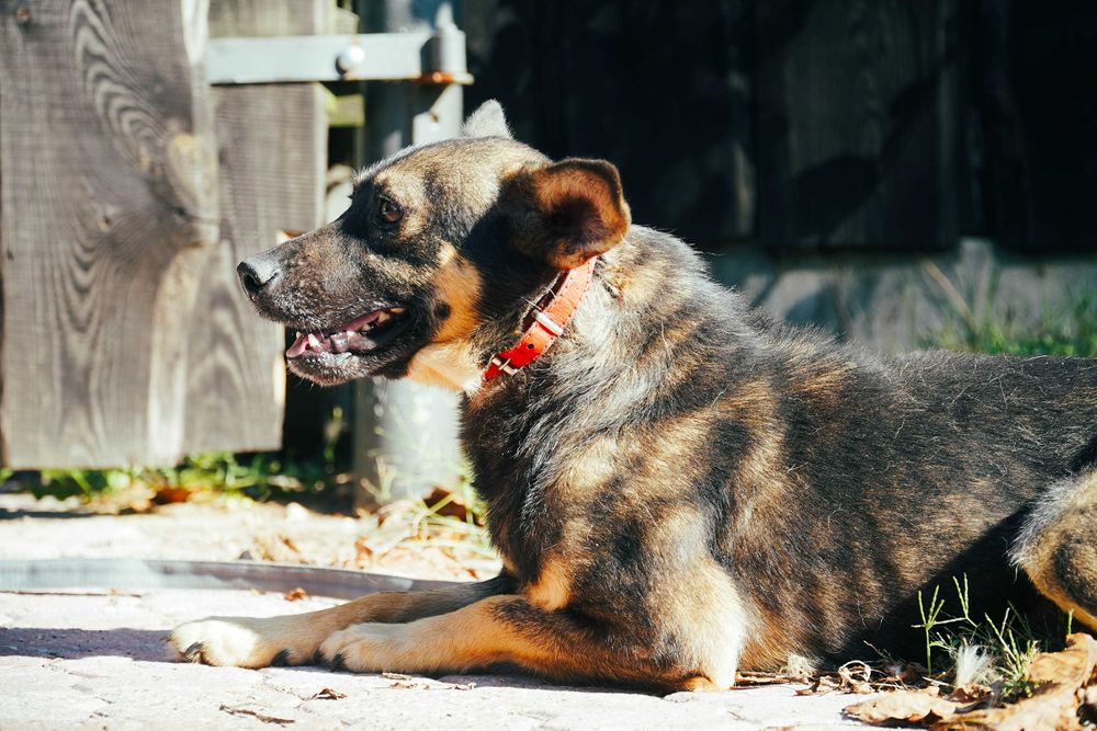 Kefir - niewielki piesek