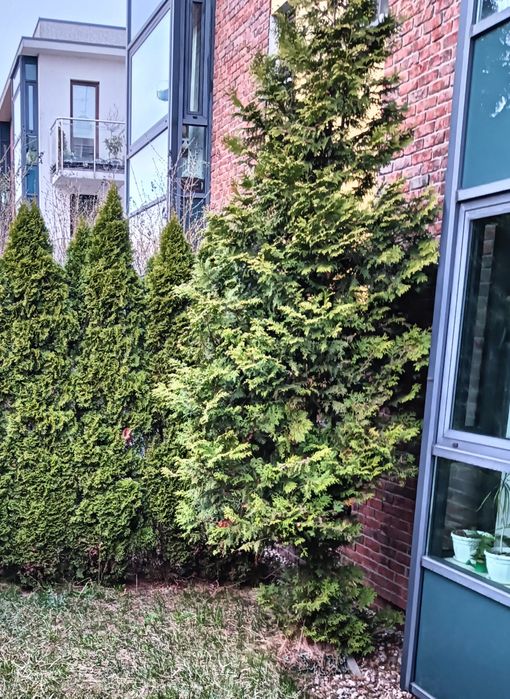 Sprzedam Tuje 2,5+/-3m