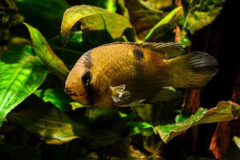 Akara z Maroni - Cleithracara maronii - dowozimy, wysyłamy