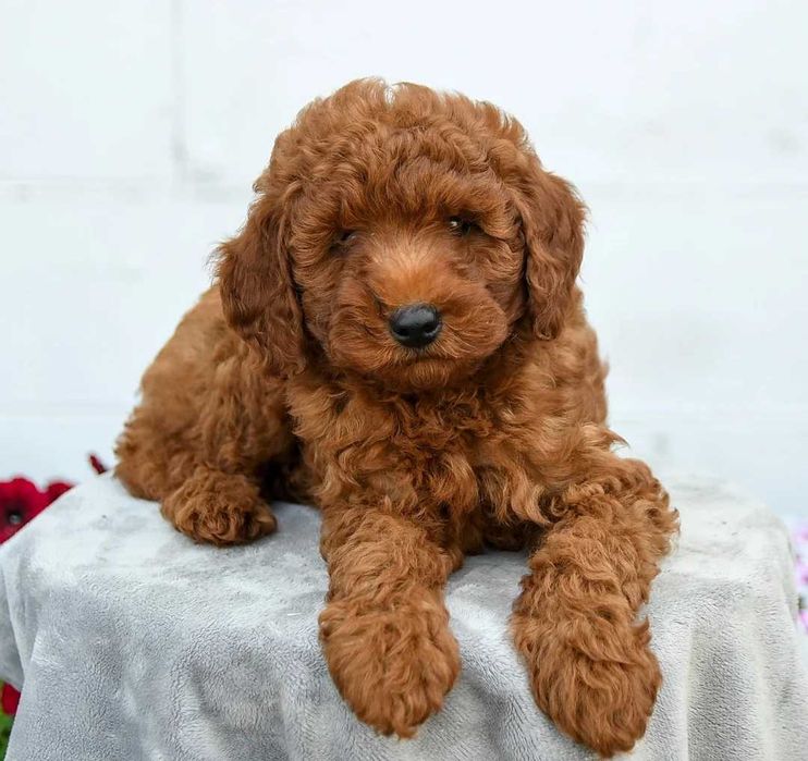 Poodle red disponivel