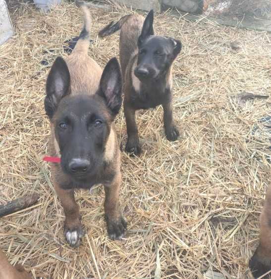 Owczarek belgijski malinois