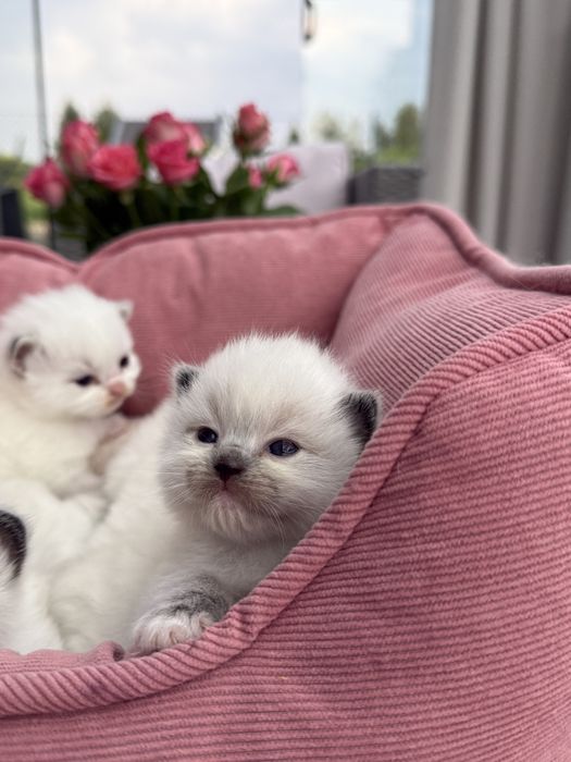 Profesjonalna hodowla kotów Ragdoll - właściwy wygląd i charakter