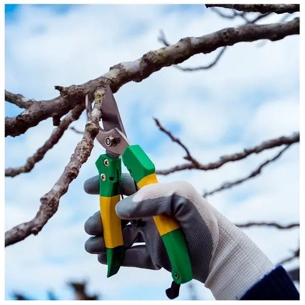 Професійна обрізка саду