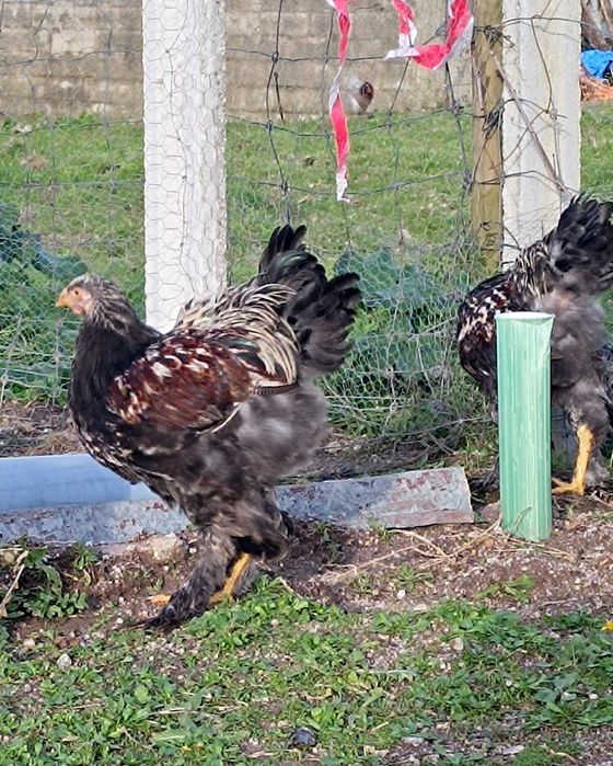 Galos/frangos Brahma BSO e Perdiz ( excelente Genética)
