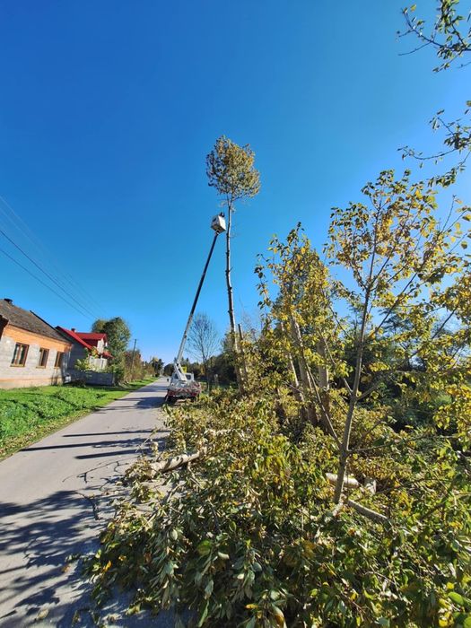 Wycinka drzew,drzew trudno dostępnych