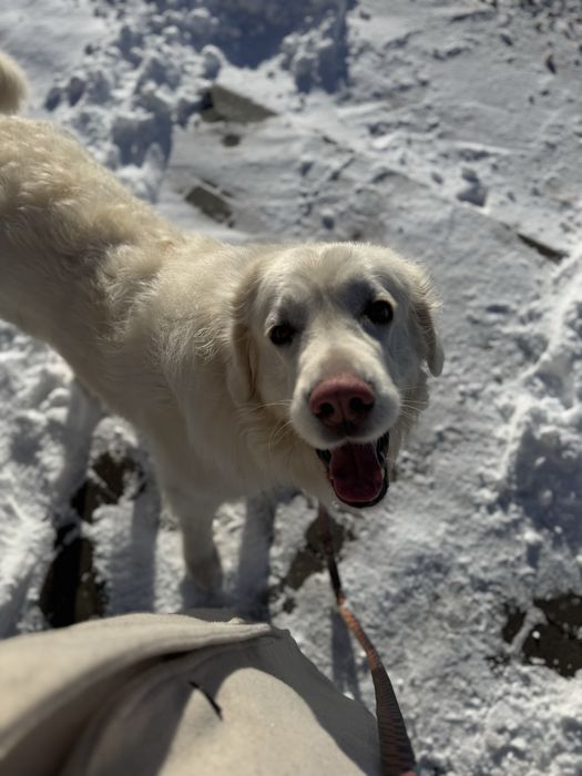 Petsitterka z sercem – opieka nad Twoim pupilem