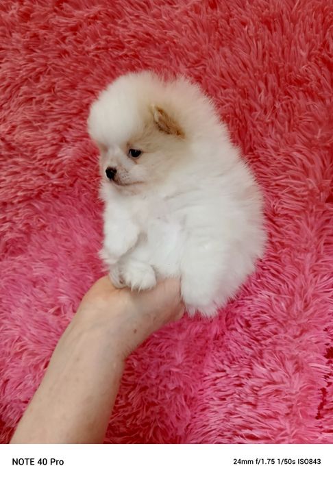 Київ Документи прививка чіп.