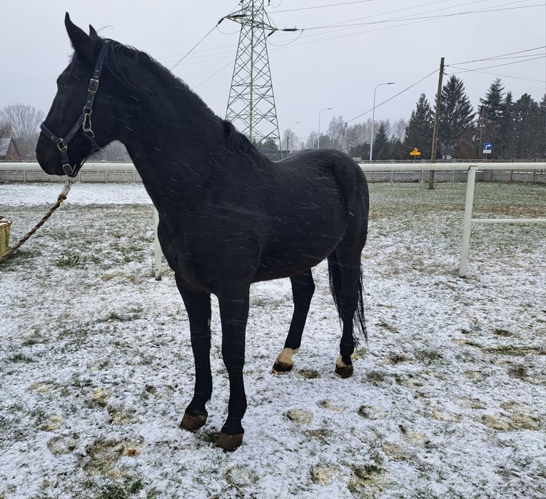 Sprzedam Ogiera Śląskiego
