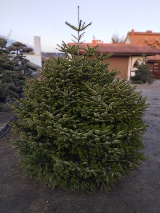 Jodła Choinki Świerki Szkółka  Swarzędz-Zalasewo Mokra 6