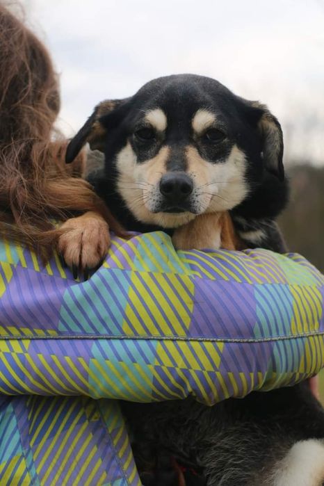 W schronisku jest od 2017 roku... Kiedy znajdziemy jej Dom?