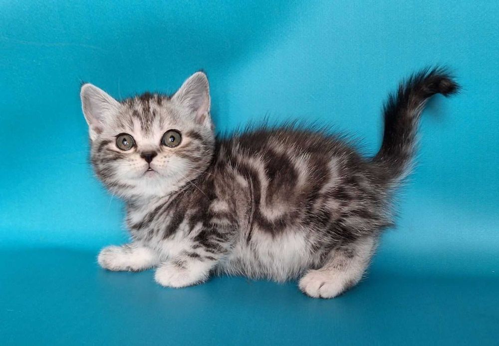 Уля та Юта Шотландські дівчатка в окрасі Віскас