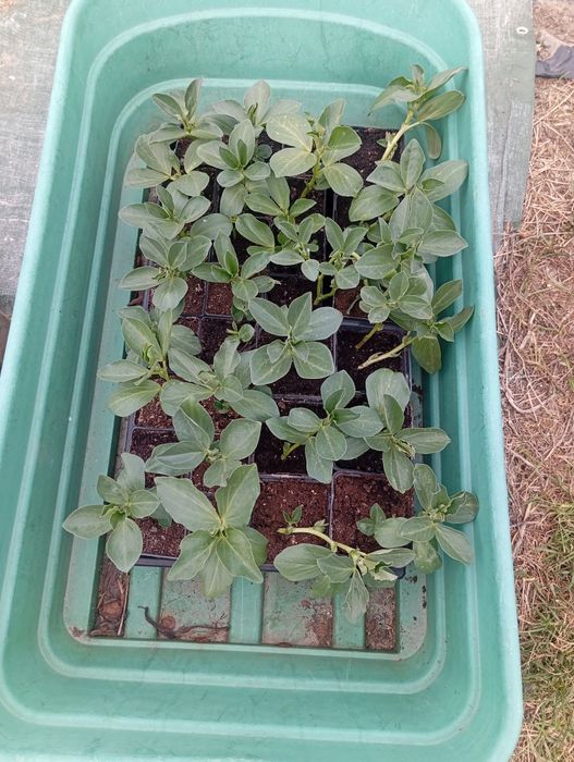 Bób sadzonki na sprzedaż