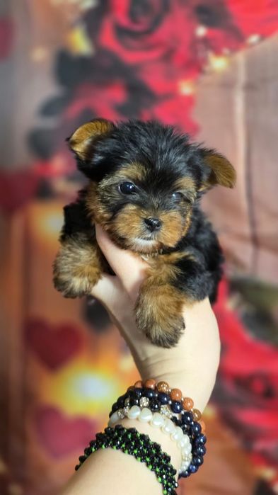 MINI XXS uroda laleczki wyjątkowy chłopiec maluszek Yorkshire Terrier