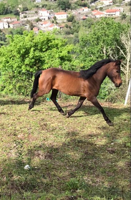 Égua hispano árabe