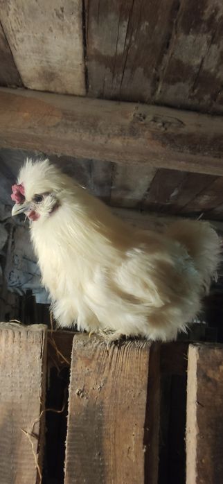 Продам китайська шовкова, пухові півники